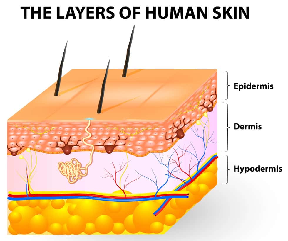 The Layers of human skin