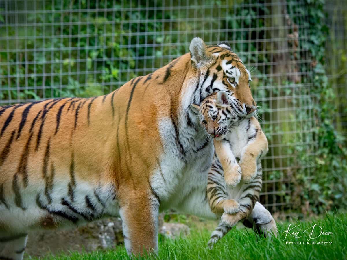 Tiger carrying cub in mouth