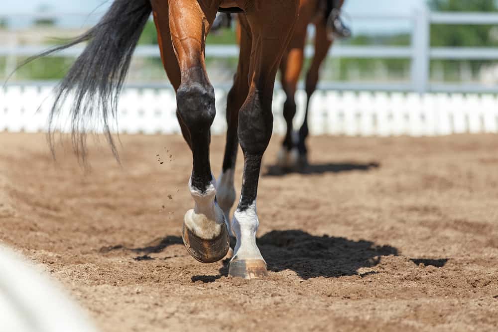 Horse thin lower leg