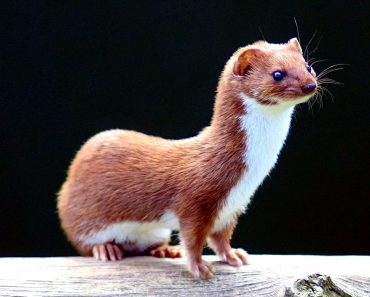 Weasel: Facts You Should Know Before Getting A Weasel
