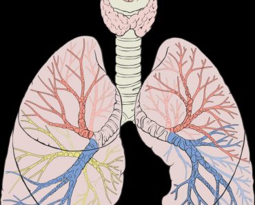 Lungs with capillaries