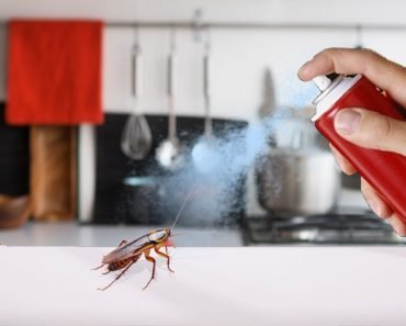 How Do Bug Sprays (Like Raid and Baygon) Kill Cockroaches?