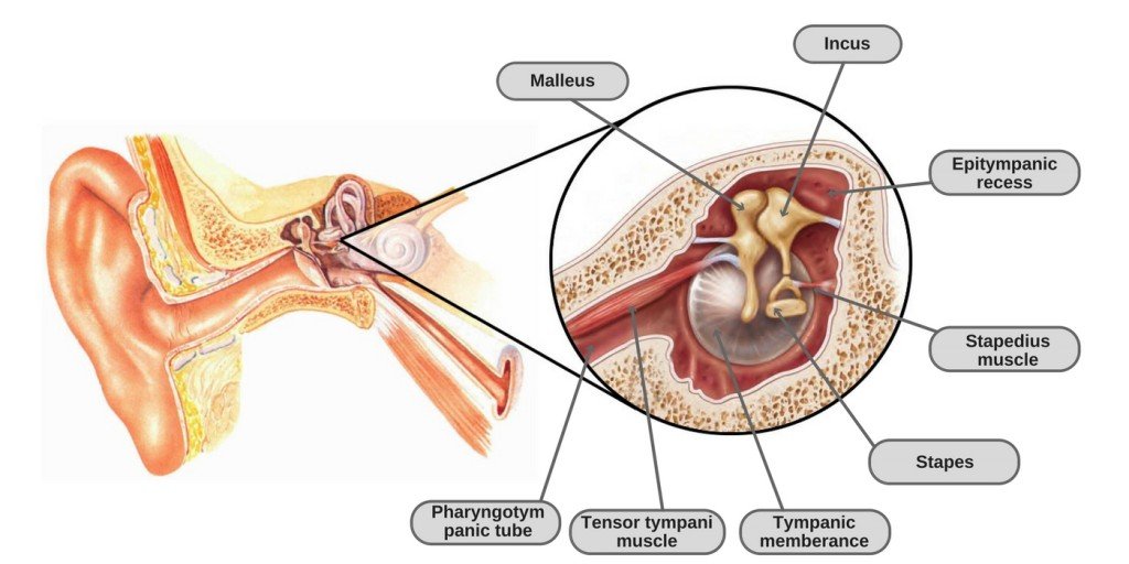 Tensor tympani muscle inner ear diagram