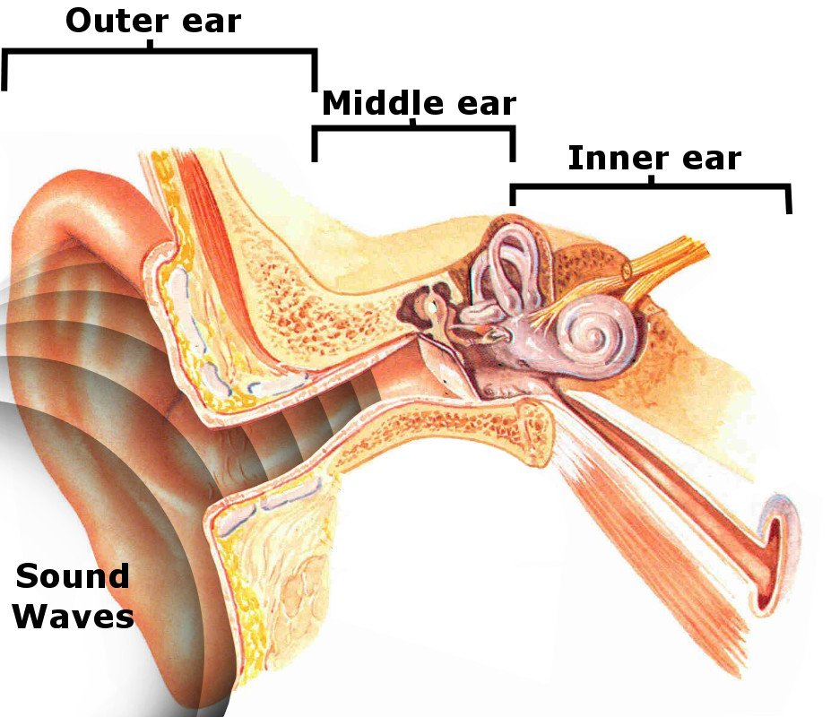 Ear compartments