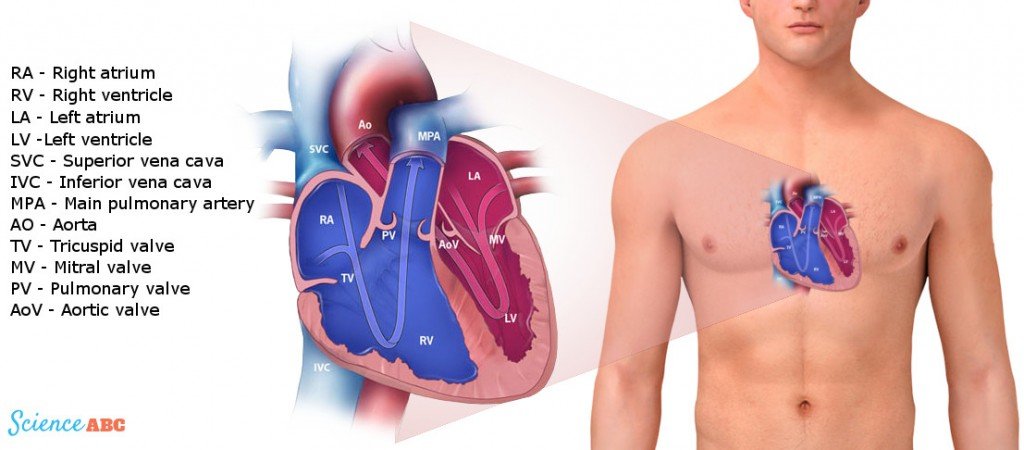 Heart in Human Body