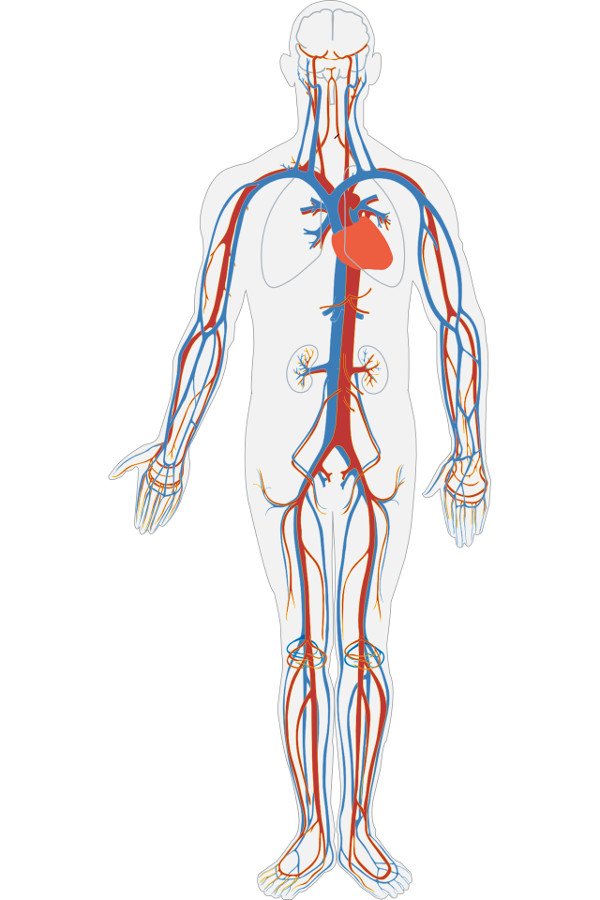 Veins & Arteries in Human body