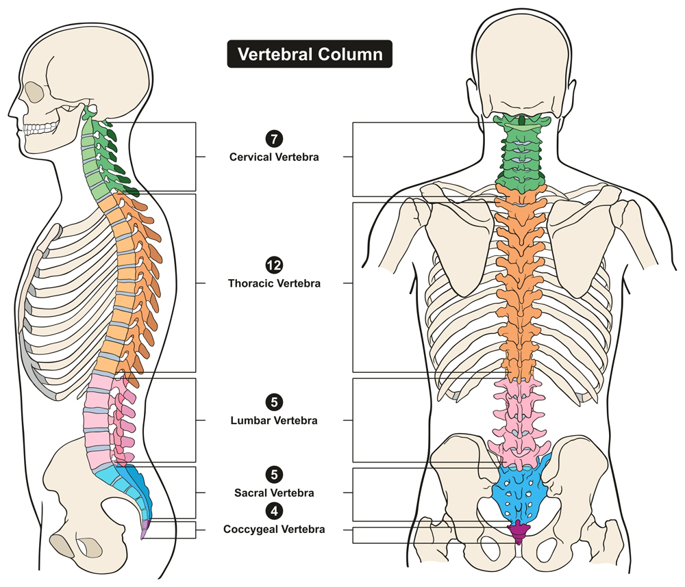 Vertebral Column of Human Body Anatomy infograpic diagram(udaix)S