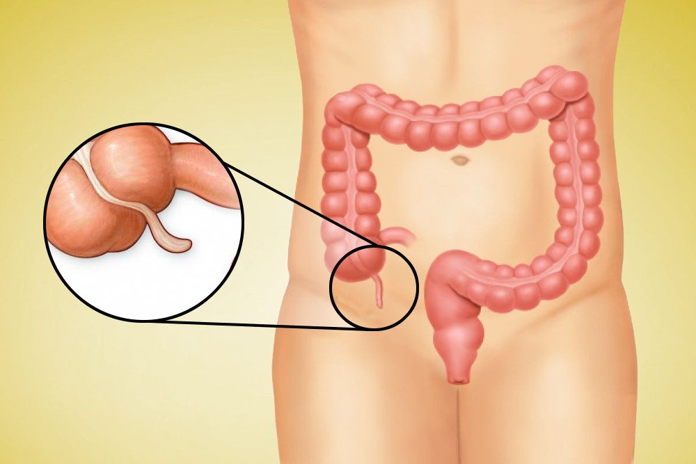 What Does The Appendix Do?
