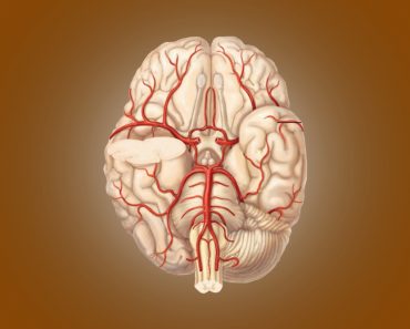 Circle Of Willis: Anatomy, Diagram And Functions