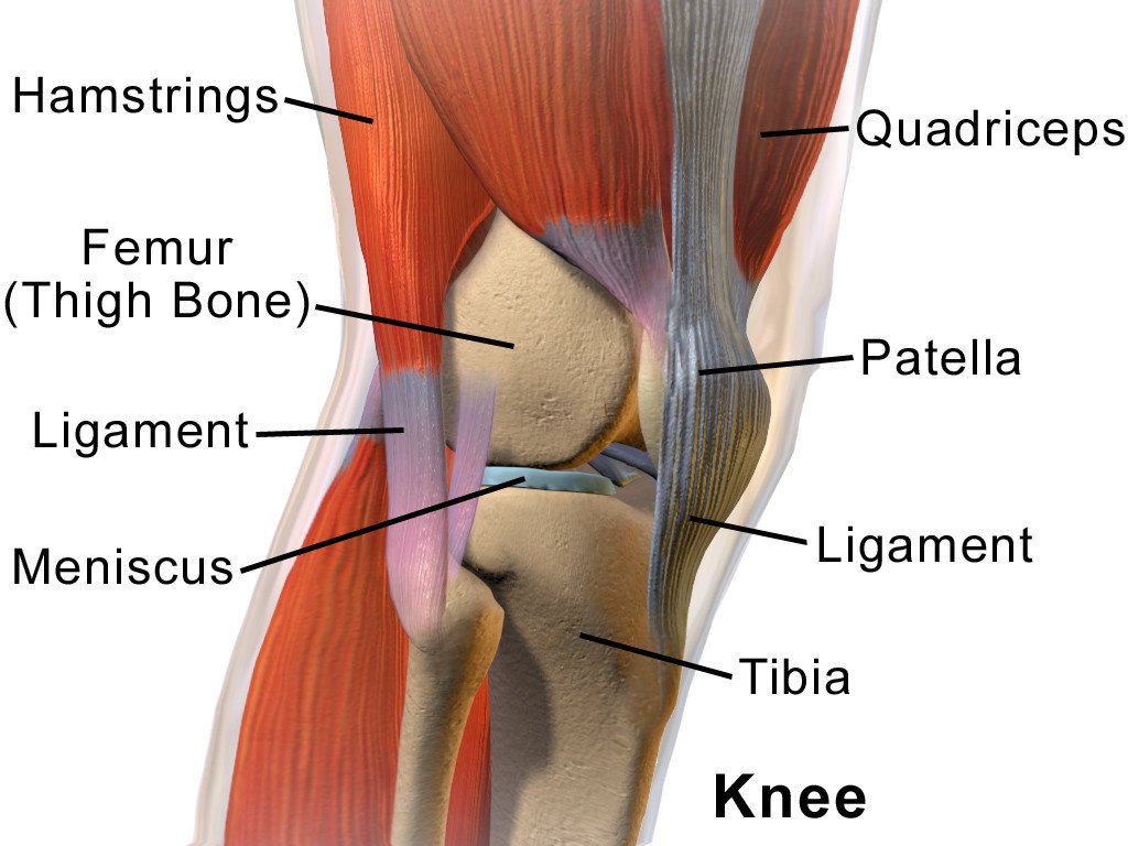 Knee Anatomy Side