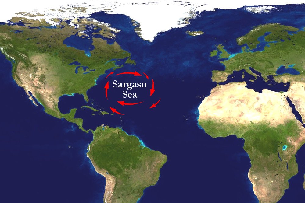 Sargaso sea in world map