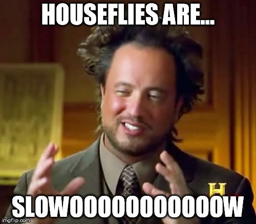 Houseflies are slowoooooooooow meme