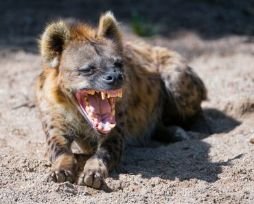 Hyena laughing