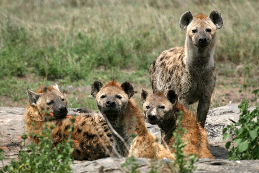 Hyenas in group