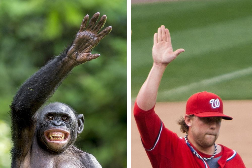 Man & chimpanzee hand