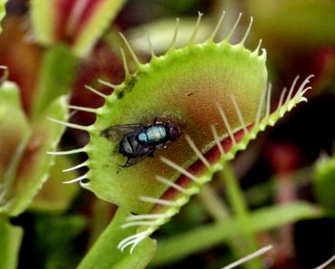 Venus fly trap plant eating fly