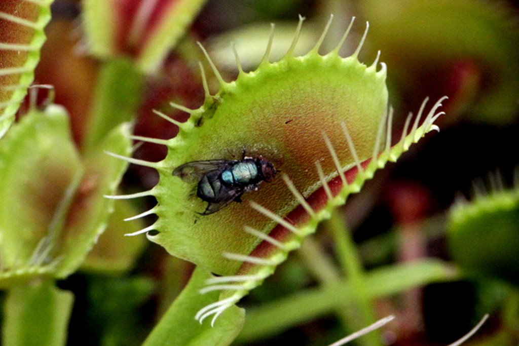 Venus fly trap plant eating fly