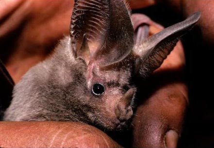 California leaf nosed bat
