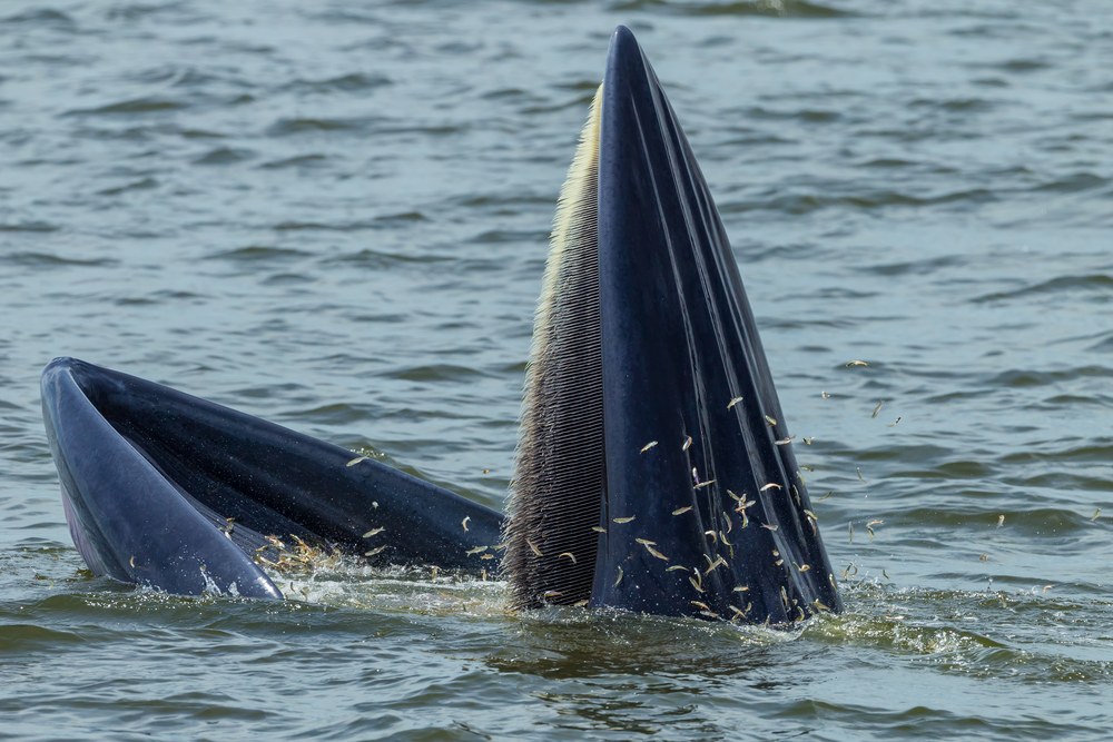 Close up of Bryde's whale eating Anchovy in Thailand( kajornyot wildlife photography)s