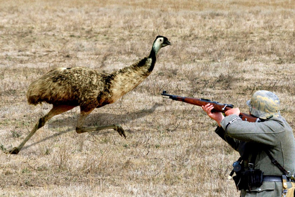 What Was The Emu War Of Australia And What Was The Outcome?
