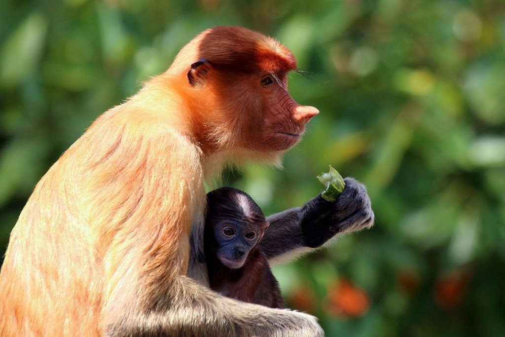 Fruit eating Proboscis monkey