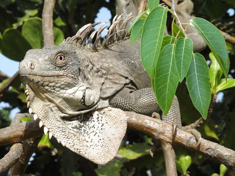 Iguana on manchineel tree