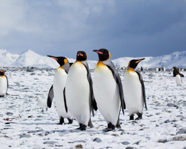 Penguins on iceland