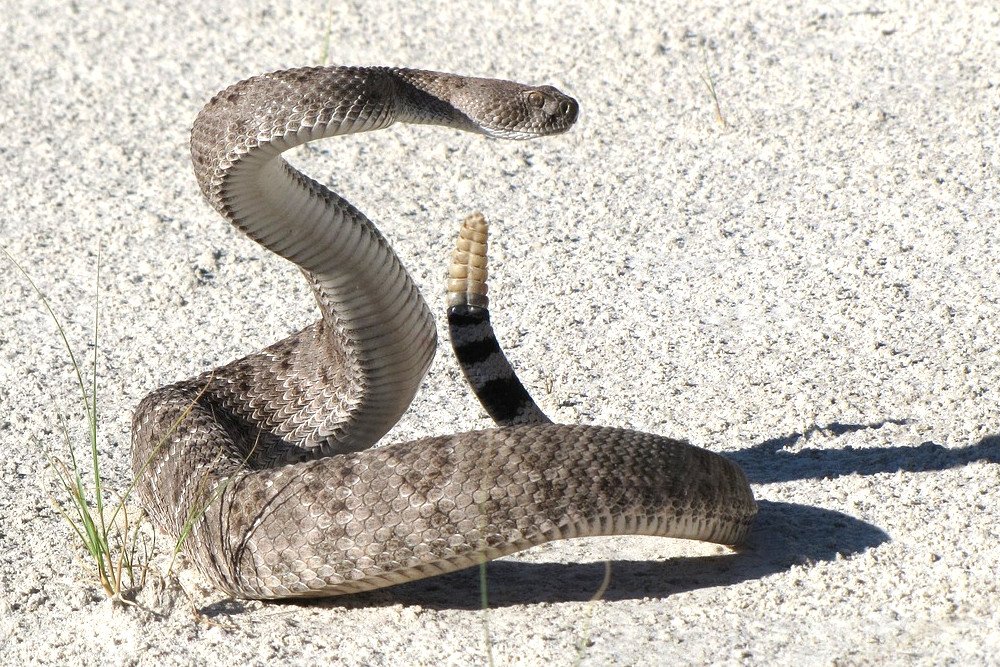 Rattlesnake rattle