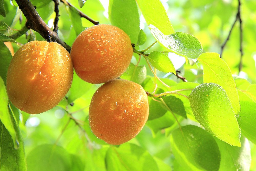 Transpiration Water Drops Rain Peaches Fruit