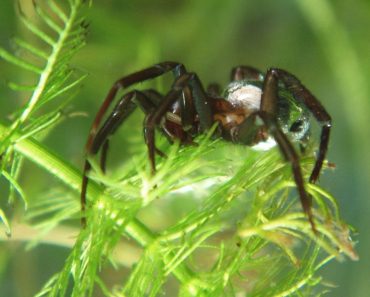 Diving bell spider