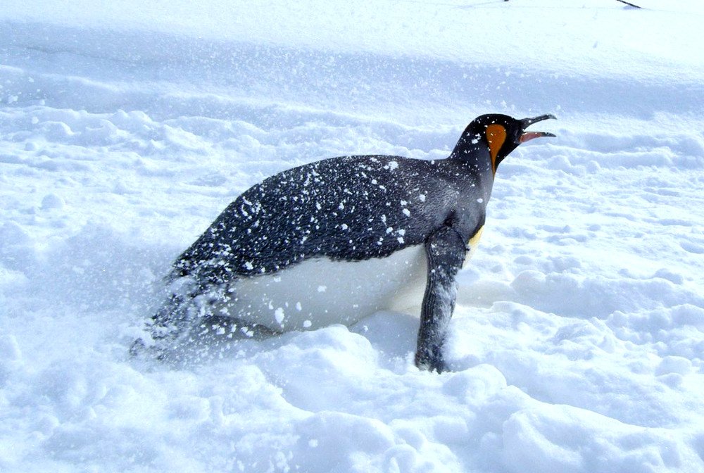 Penguin Slidding