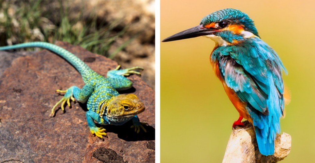 Collared Lizard & Kingfisher bird