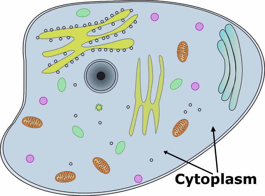 Cytoplasm in cell