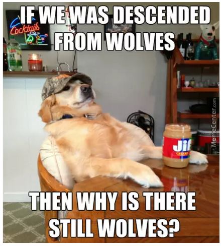 If we was descended from wolves then why s there still wolves meme