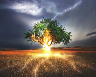 Lightning strick on tree
