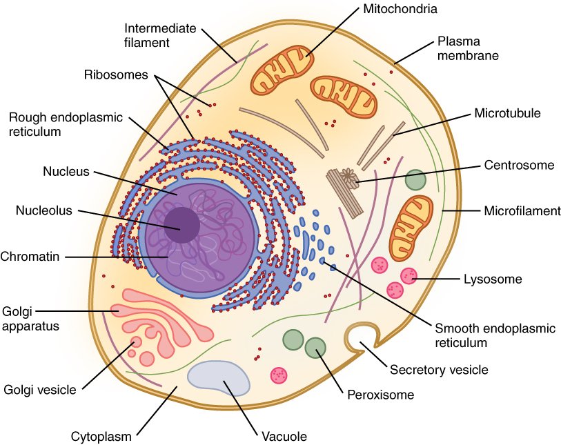 Organelles of the Cell - Animal Cell and Components