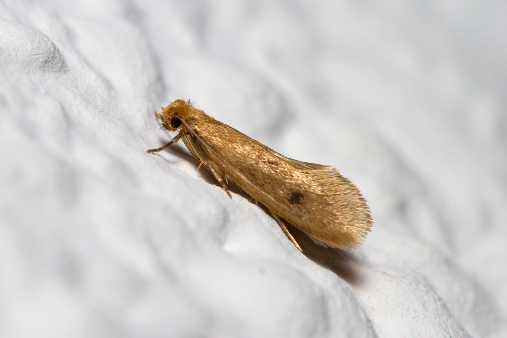 Tinea pellionella moth posed on a white wall(JorgeOrtiz_1976)s