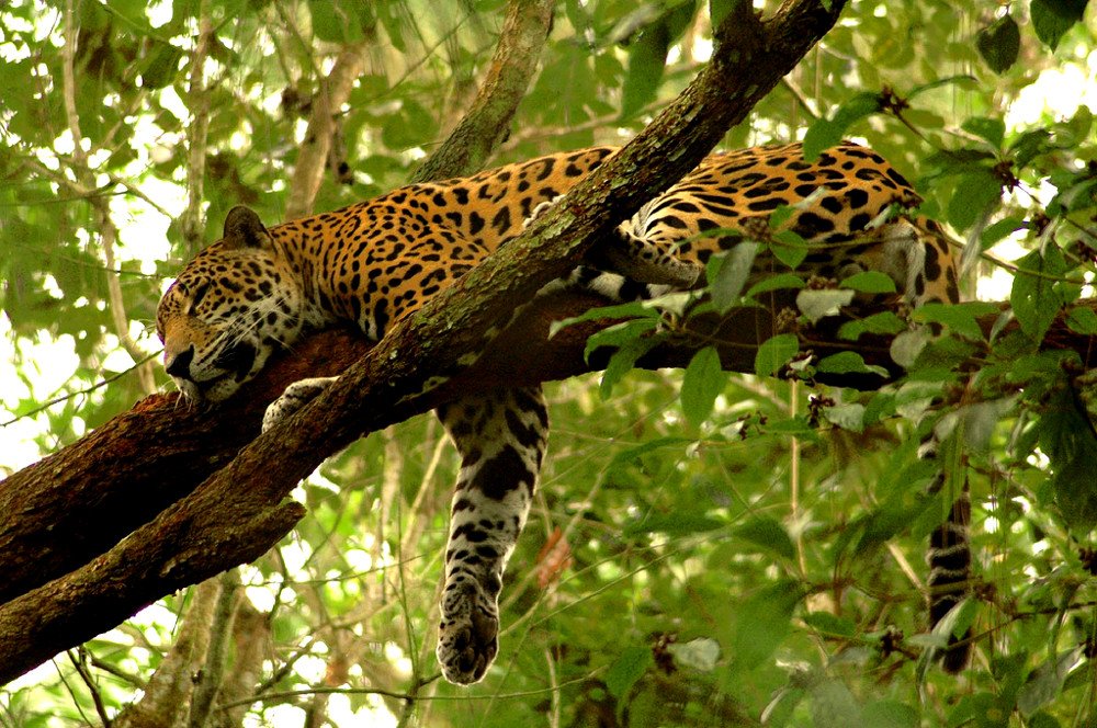 jaguar sleeping on tree