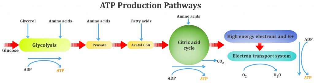 ATP Production Pathways, glycolycess, aerobic metabolism