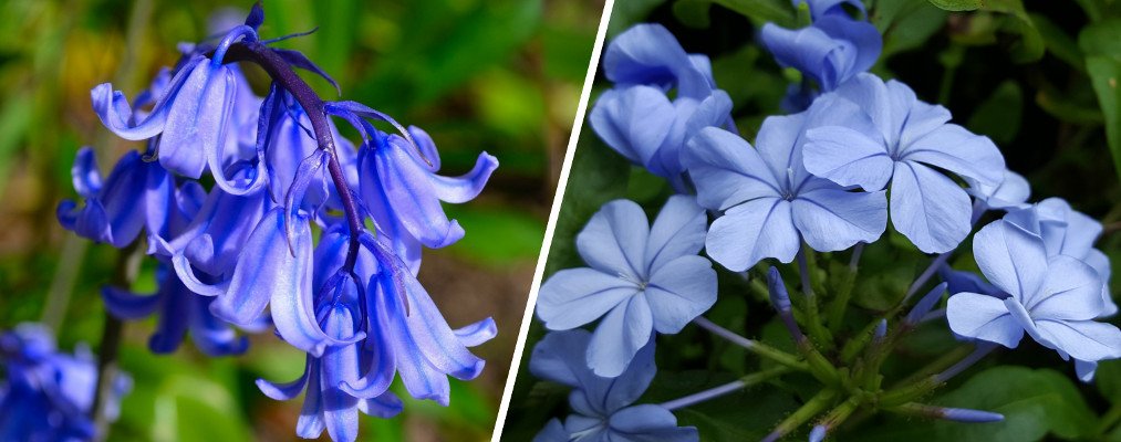 Blue bell & Blue plumbago flowers