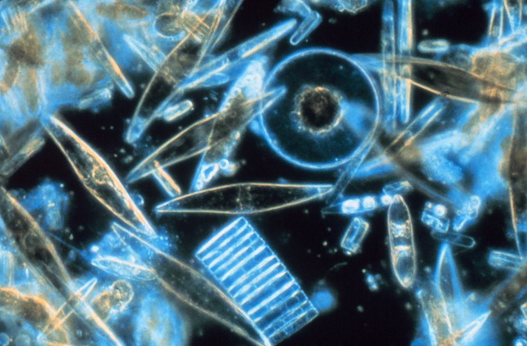 Diatoms through the microscope
