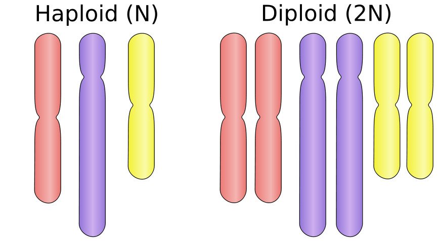 Haploid And Diploid Chromosomes
