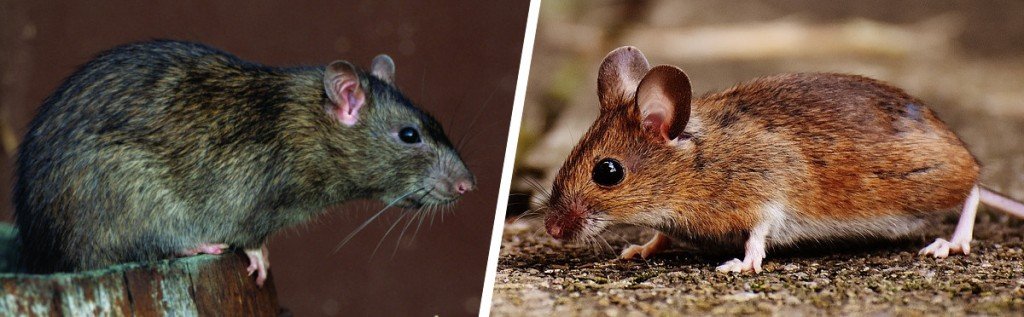Norway rat and house mice