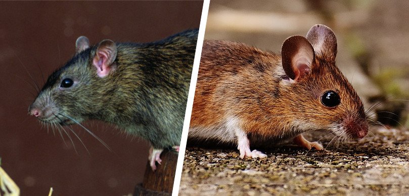 What's The Difference Between Rats And Mice?