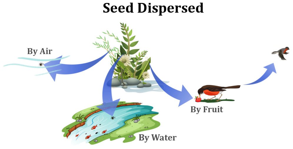 Seed dispersed by air, water, fruit