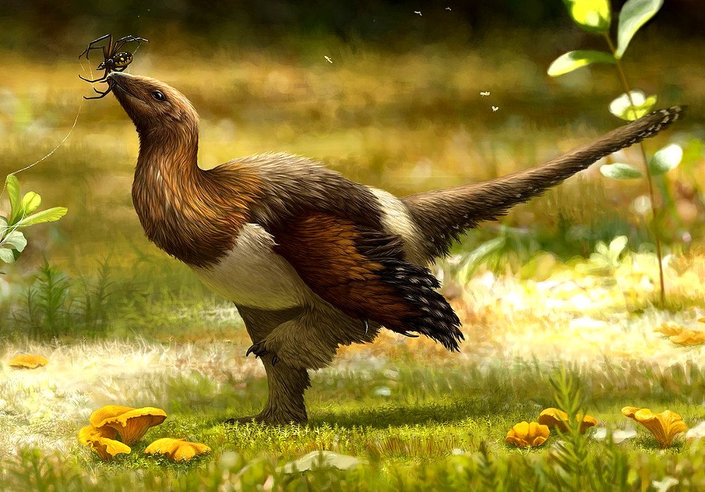 Serikornis paravian dinosaur