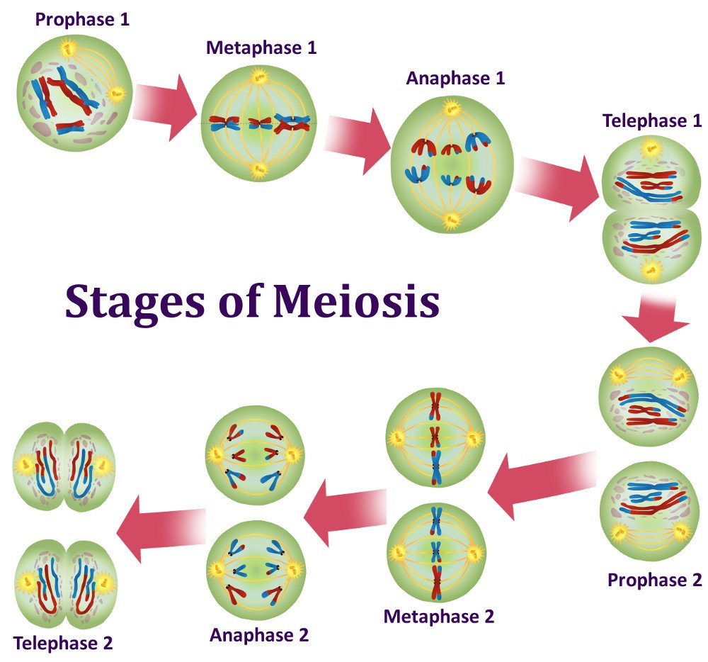 Stage of Meiosis