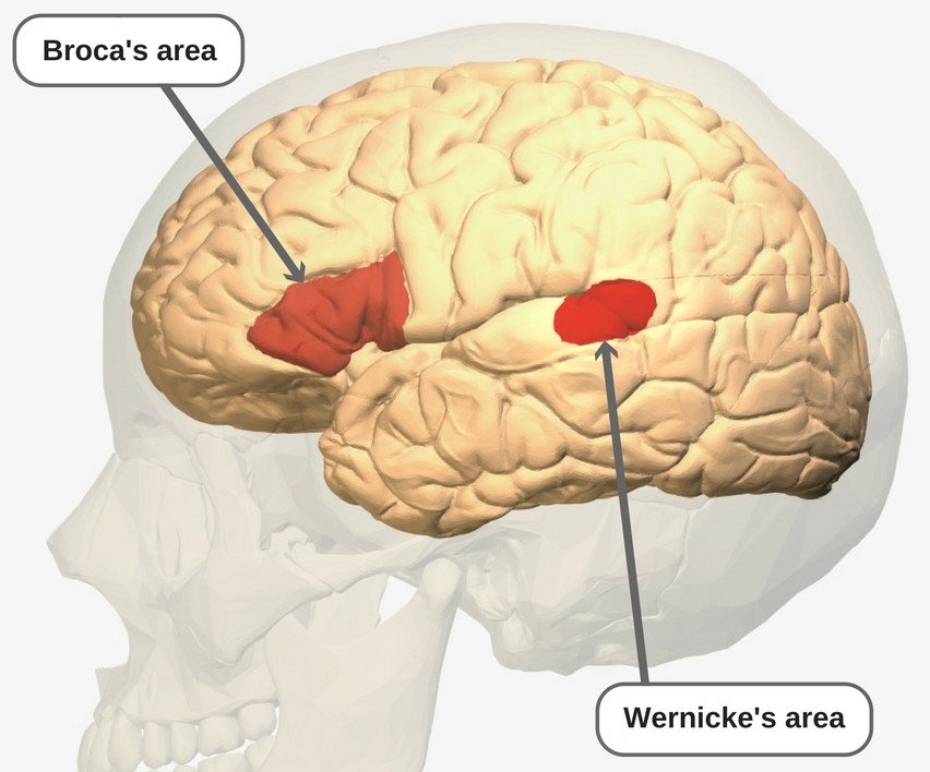 The Wernicke's Area and Broca's area in the brain.