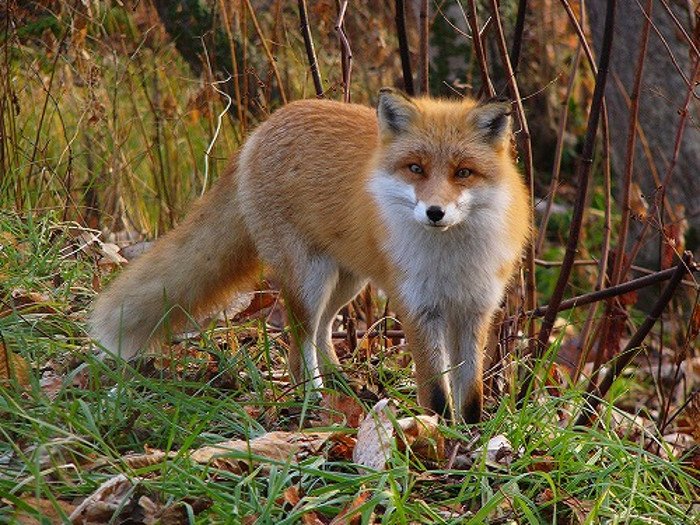 Deadly red fox