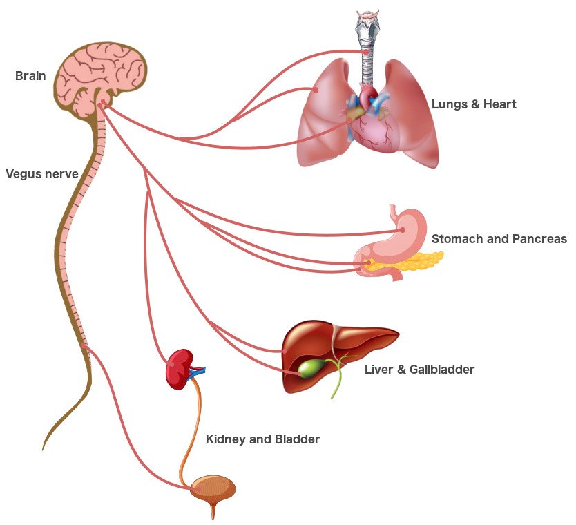 Parasympathetic System vegus nerve
